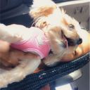 the-honeymoon-avenue avatar