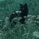 the-hopeless-romantic-blackcat avatar