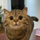 the-humble-barn-cat avatar