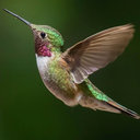 the-hummingbirds-nest avatar