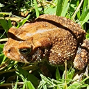 the-ignorant-prophet avatar