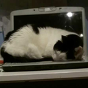 the-immortal-thylacine avatar