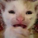 the-impala-67 avatar