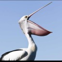 the-impeccable-pelican avatar