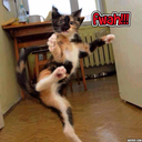 the-insomniac-cat avatar