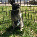 the-irish-bunny avatar