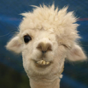 the-jjolly-llama avatar