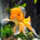 the-joys-of-beasts avatar