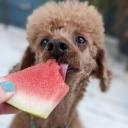 the-kazoo-kid avatar