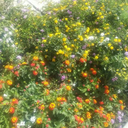 the-killer-beeee avatar