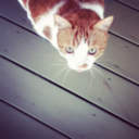 the-la-la-landerr avatar