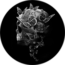 the-lady-heiress avatar