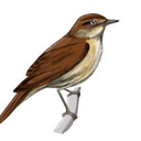 the-ladynightingale avatar