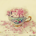 the-land-of-tea-and-blossoms avatar
