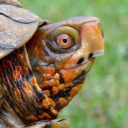 the-last-lion-turtle avatar