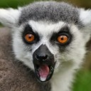 the-lemur-god avatar