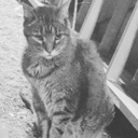 the-leopard-king avatar