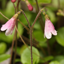 the-lincyclopedia avatar