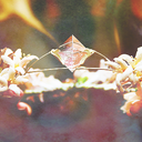 the-little-diva avatar