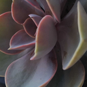 the-little-dove avatar