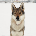 the-little-wolfdog avatar