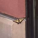 the-littlest-steve avatar