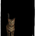 the-lobbys-meow-meow avatar