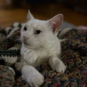 the-local-garbage-can avatar