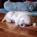 the-lonely-jellyfish avatar