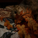 the-madness-club avatar