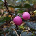 the-maker-of-world avatar