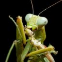 the-mantis-therian avatar