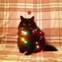 the-mega-gayzone avatar