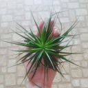 the-middling-place avatar