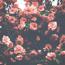 the-midnight--writer avatar