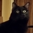 the-midnight-rain avatar