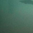 the-monster-from-the-lake avatar