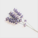 the-moon-is-better avatar