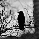 the-morrigans-crow avatar
