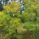 the-moss-man-that-lives avatar