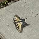 the-mossy-rock avatar