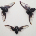 the-moth-and-the-witch avatar