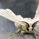 the-moth-princess-blog avatar