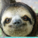 the-mother-of-all-sloths-blog avatar