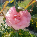 the-muse-of-many-more avatar