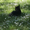 the-mycologist avatar