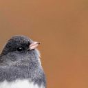 the-n4k3d-truth avatar