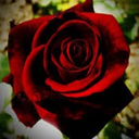 the-nemophilist avatar