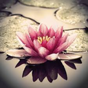 the-nerdy-writer avatar