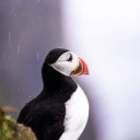 the-neverland-puffin avatar